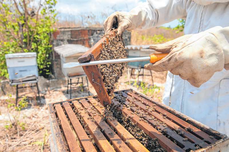 Preço dos combustíveis ameaça produção de mel no semi-árido do Piauí