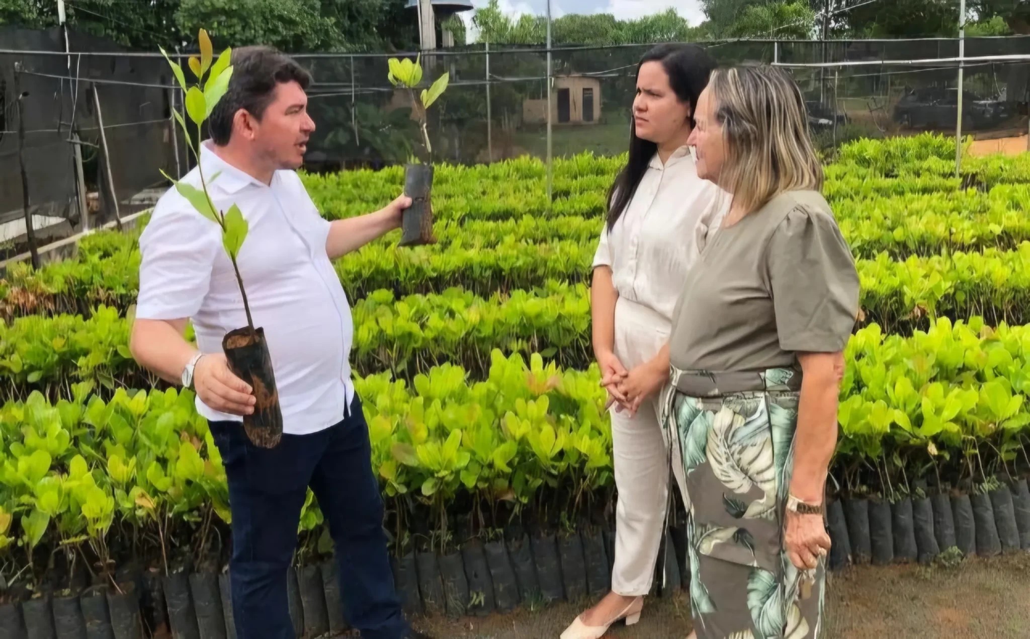 Secretária de Agricultura de Picos realiza visita técnica no Viveiro de  Mudas de Ipiranga do Piauí | Portal Grande Rede