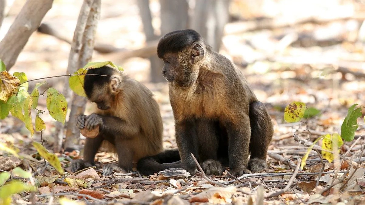 Soltura de macacos-prego na Serra Negra reforça compromisso do Piauí com a fauna silvestre