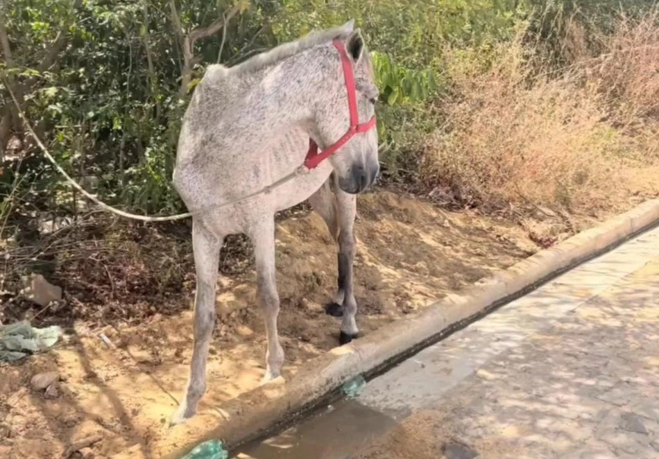 Pol&iacute;cia resgata cavalo encontrado sem &aacute;gua e exposto ao sol em Valen&ccedil;a do Piau&iacute;