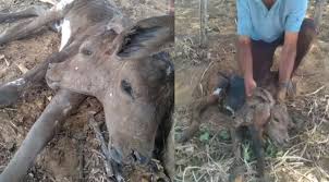 Bezerra nasce com duas cabeças na cidade de Pimenteiras; entenda anomalia
