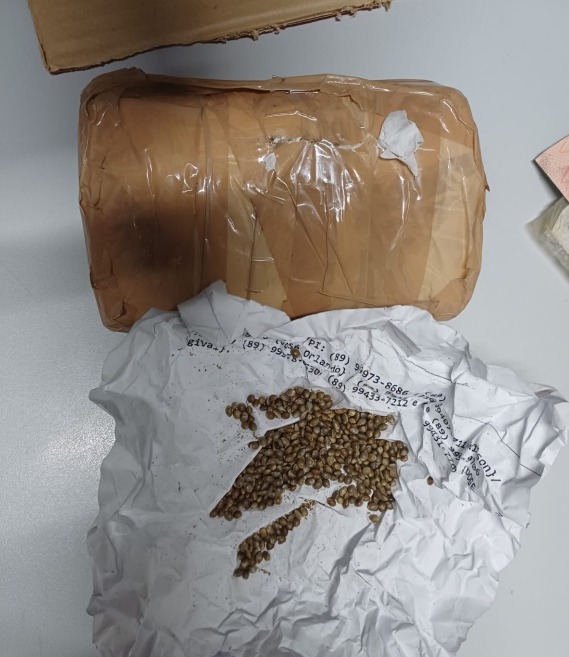 Dois homens são presos com sementes de maconha e materiais agrícolas em Valença do Piauí