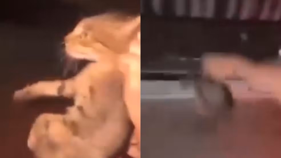 Valença: Vídeo mostra gato sendo arremessado de moto; homem e mulher podem responder por maus-tratos