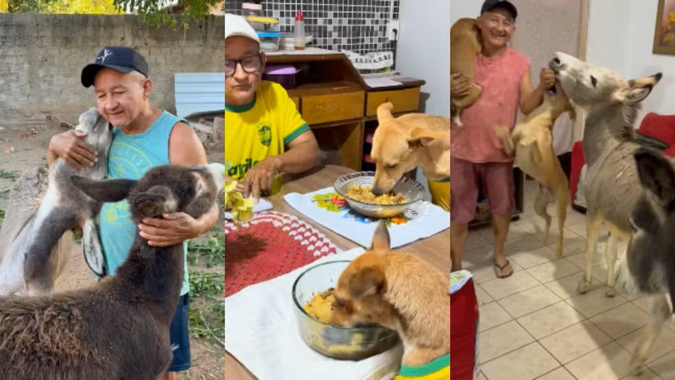 Cachorros sentam &agrave; mesa e jumentos abrem porta para comer em casa no Piau&iacute;