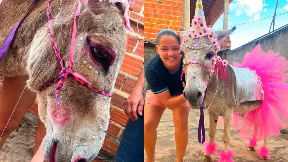 Jumento com fantasia de unic&oacute;rnio e maquiagem vence competi&ccedil;&atilde;o em Pimenteiras; veterin&aacute;ria faz alerta