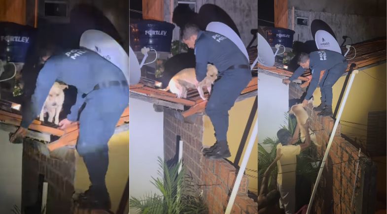 Cachorro preso em telhado &eacute; resgatado por policial militar em Valen&ccedil;a