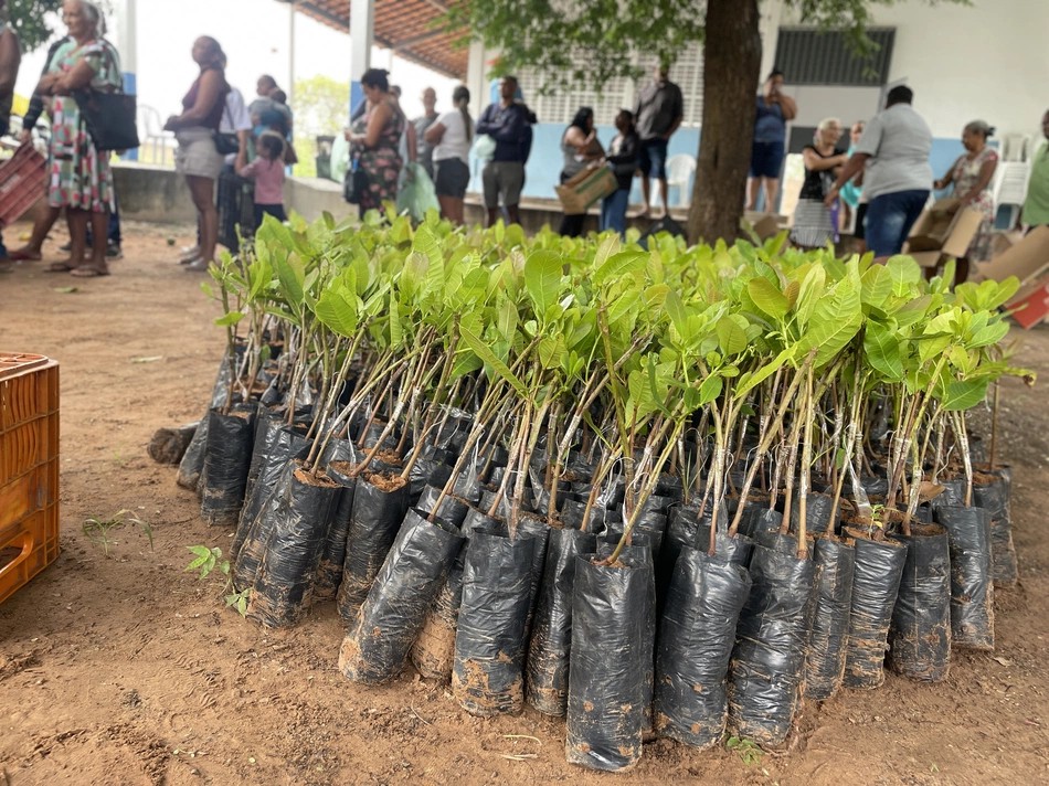Prefeitura de Inhuma distribui 15 mil mudas de cajueiro an&atilde;o precoce e refor&ccedil;a incentivo &agrave; agricultura