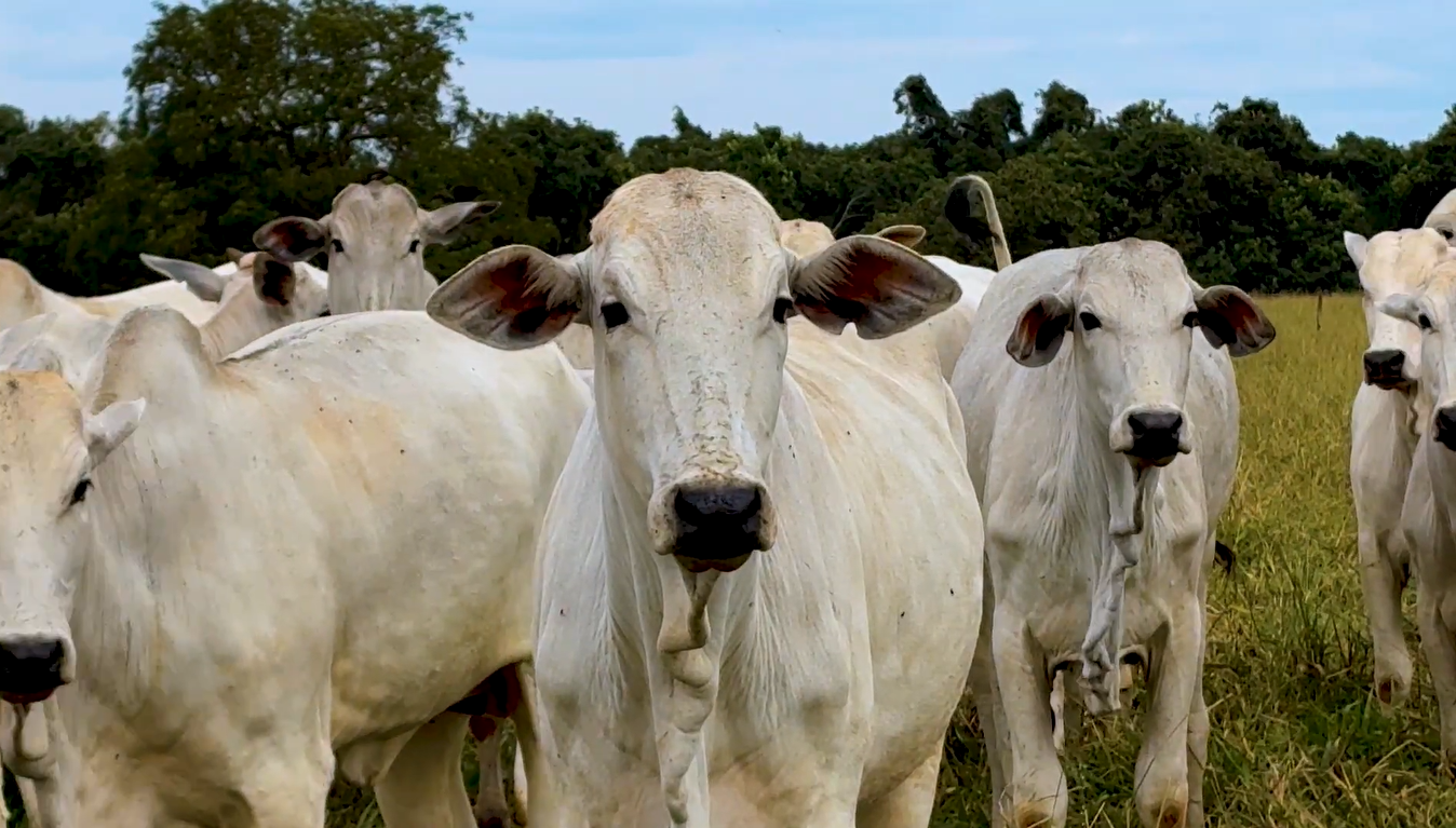 Inhuma recebe Programa Piau&iacute; + Gen&eacute;tica com insemina&ccedil;&atilde;o artificial gratuita para 155 animais