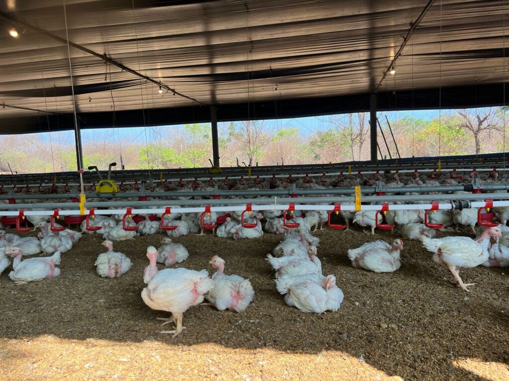Piau&iacute; bate recorde na produ&ccedil;&atilde;o de ovos, com crescimento de 121% em 13 anos